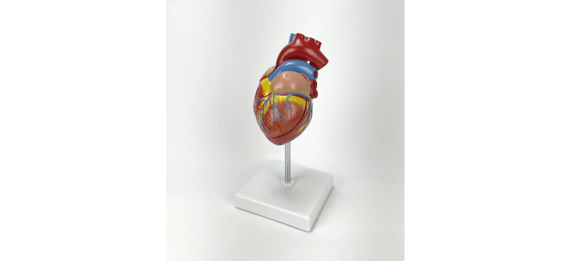 Classic Heart Model with Ventricular Hypertrophy 2.png Κανένα σετ εικόνων